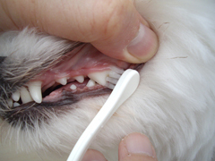 犬口ケア歯ブラシスモールヘッド