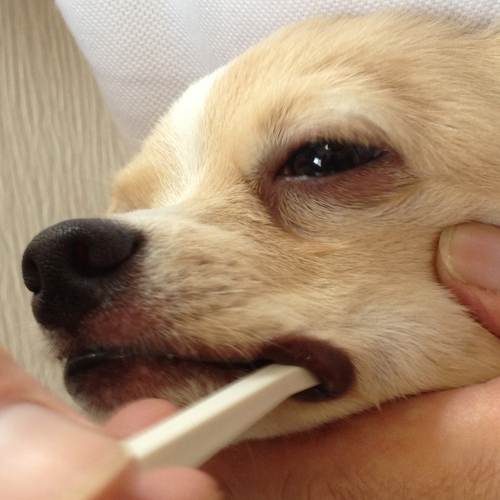 犬口ケア　歯ブラシ　マイクロヘッド