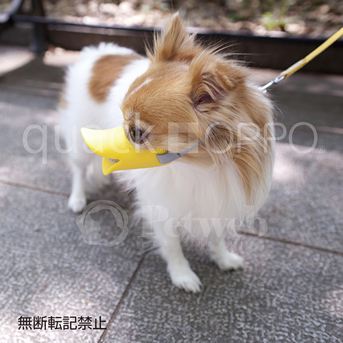 ＯＰＰＯ　ｑｕａｃｋ（クァック）　Ｓ　イエロー