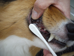 犬口ケア歯ブラシラージヘッド