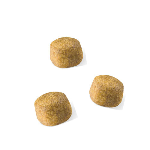 ロイヤルカナンＦＢＮ　メインクーン　２ｋｇ