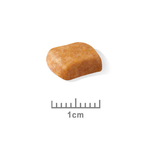 ロイヤルカナンＢＨＮ　プードル　子犬用　８００ｇ