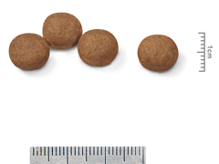 ロイヤルカナンＳＨＮ　ミディアムパピー　４ｋｇ