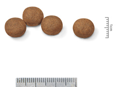 ロイヤルカナンＳＨＮ　ミディアムパピー　４ｋｇ