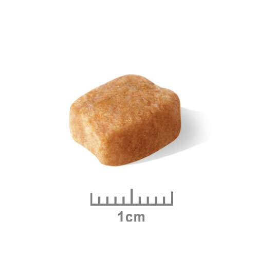ロイヤルカナンＢＨＮ　ダックスフンド　成犬用　８００ｇ