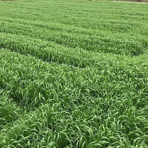 Ｐ２　牧草　オーツヘイ　ヤング　４０ｇ