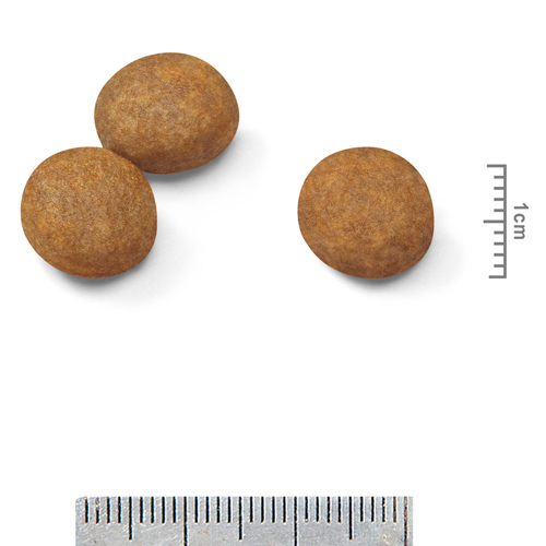 ロイヤルカナンＳＨＮ　マキシパピー　１０ｋｇ