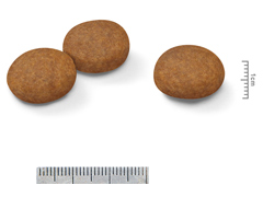 ＳＨＮ　ミディアム　アダルト　７＋　４ｋｇ