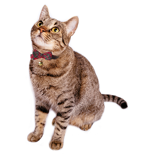 フェリーク　キャットカラー　タータンリボン　レッド