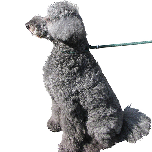 パークマスター　ワークアウト　チョークリード　Ｍ　グリーン