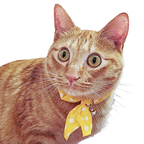 ブルーミー　キャットスカーフ　水玉黄