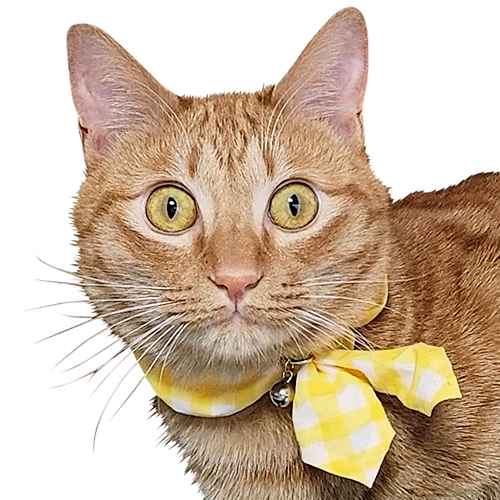 ブルーミー　キャットスカーフ　ギンガムイエロー