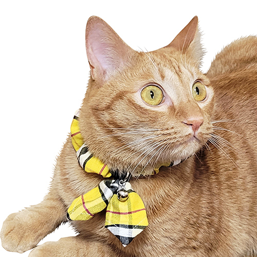 ブルーミー　キャットスカーフ　タータンイエロー