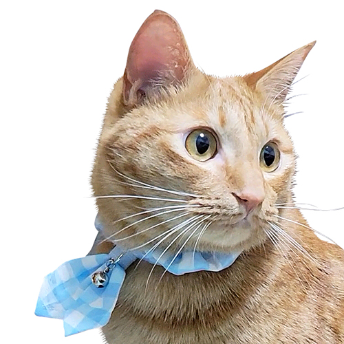 ブルーミー　キャットスカーフ　ギンガムブルー