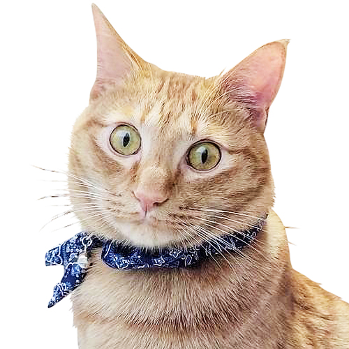 ブルーミー　キャットスカーフ　ペイズリーブルー