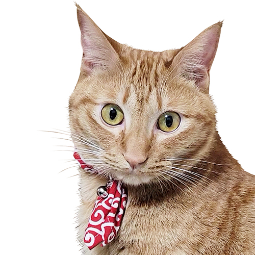 ブルーミー　キャットスカーフ　唐草赤