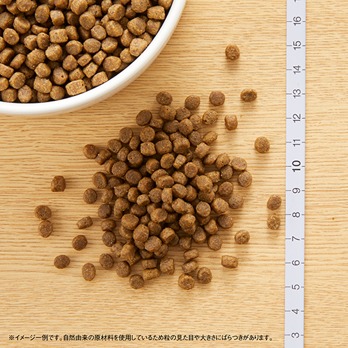 ニュートロ　キャット　ワイルド　レシピ　キトン　チキン　子猫用　１ｋｇ