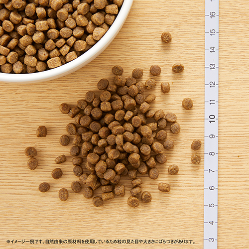 ニュートロ　キャット　ワイルド　レシピ　キトン　チキン　子猫用　１ｋｇ