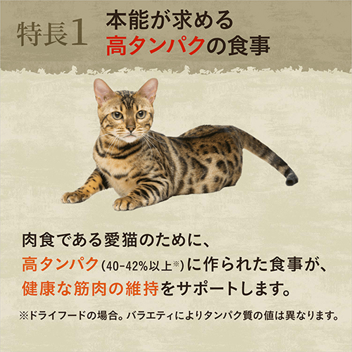 ニュートロ　キャット　ワイルド　レシピ　アダルト　チキン　成猫用　２ｋｇ
