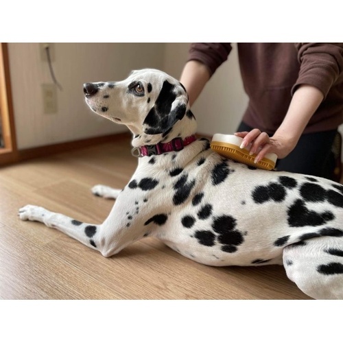 グルッテ短毛種ミディアム