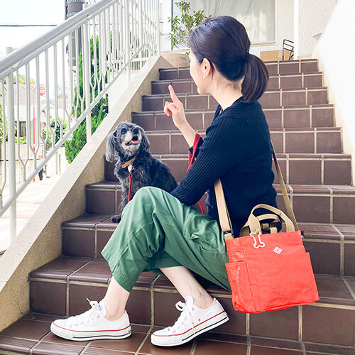 ＳＮ．スクエア．ＤＯＧ．ＢＵＤＤＹ－Ａ　ＯＲＡＮＧＥ