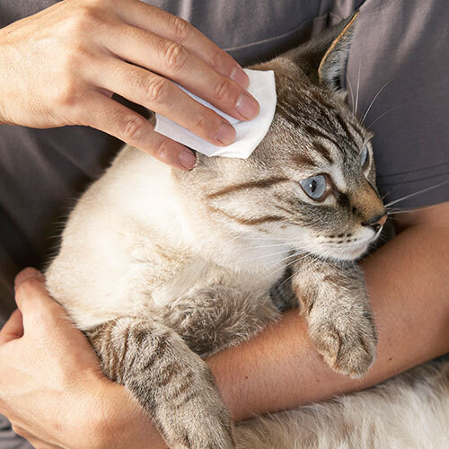 モールサイト掲載禁止　きえ～るＤペット用詰替　500ml