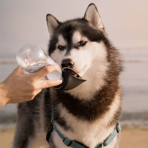 ドゥーグ　３ｉｎ１ドッグウォーターボトル　グリーン