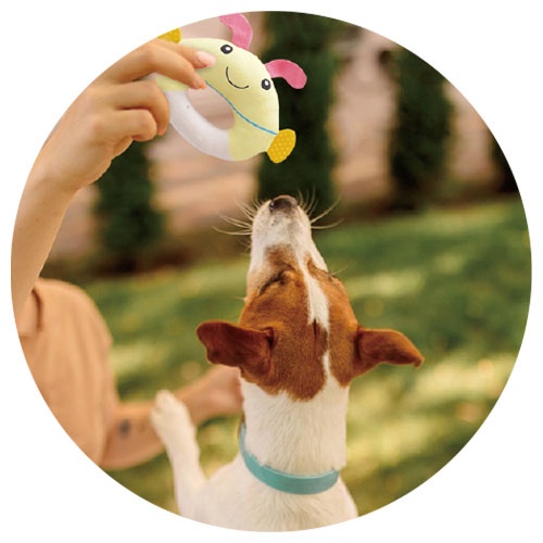 ドーナツ　フィッシュ