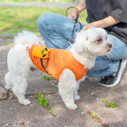 Buddyﾎﾟｰﾁ ｵﾚﾝｼﾞ L