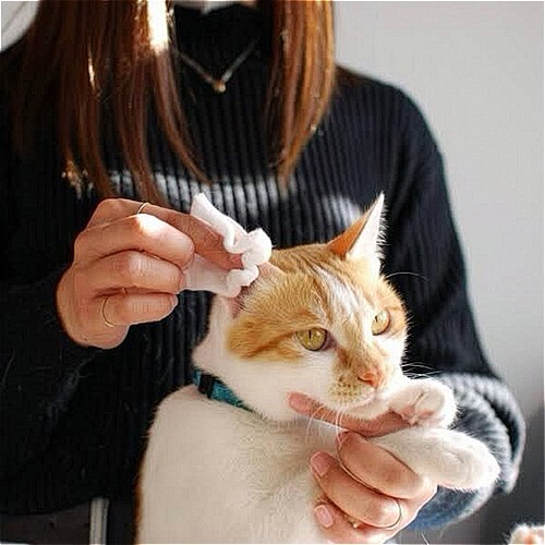 ＷＡＦＯＮＡ猫用オールインワンスプレー　コットン専用ボトル３００ｍｌ