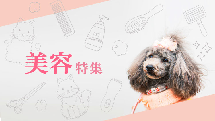 美容特集