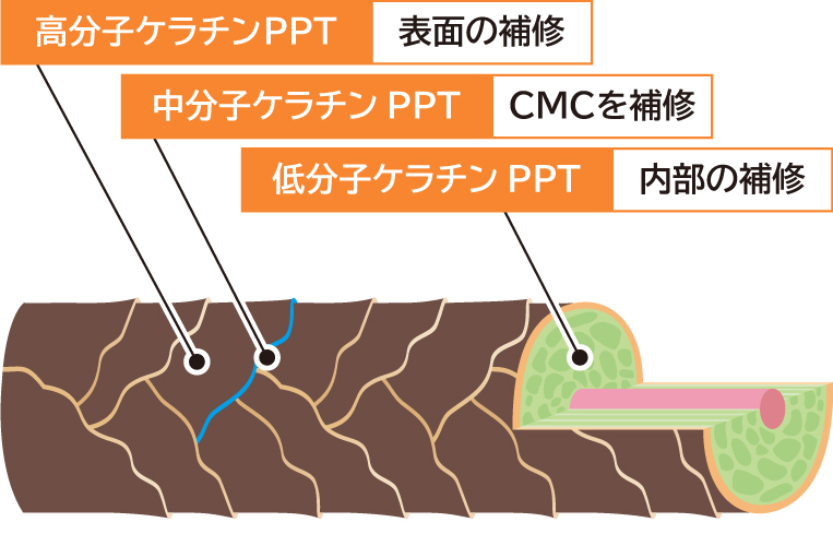 ケラチンと被毛の補修のイメージ図