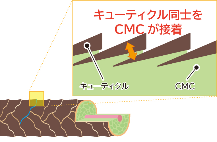CMCの役割のイメージ図