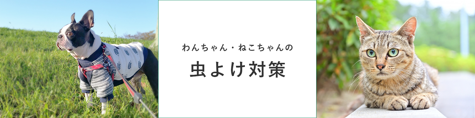 わんちゃん・ねこちゃんの虫よけ特集