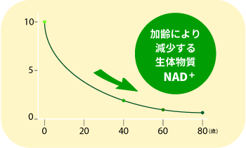加齢により減少する生体物質NAD⁺
