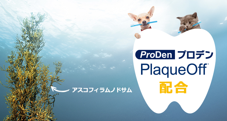 アスコフィラムノドサム